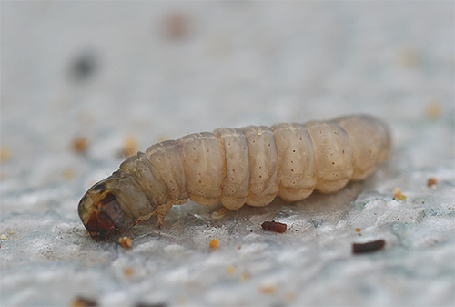 La larve de puce diffère de l'adulte de la même manière que la larve de teigne de cire montrée sur la photo diffère du papillon de nuit.