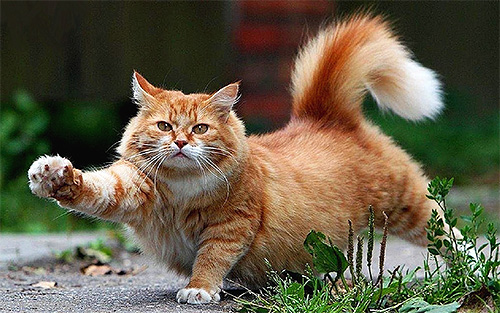 Parlons de la façon d'éliminer efficacement et en toute sécurité les puces des chats