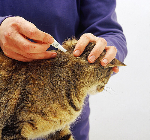 Il faut essayer d'appliquer les gouttes non pas sur le pelage, mais sur la peau de l'animal
