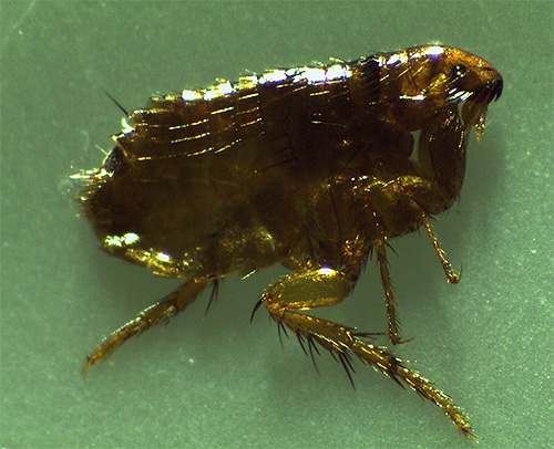 Les puces chez un chat peuvent provoquer non seulement des démangeaisons, mais également diverses maladies.