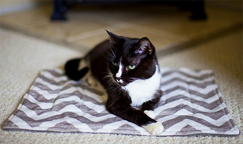 Dans un appartement, les larves de puces se retrouveront le plus souvent dans les lieux de repos de l'animal.