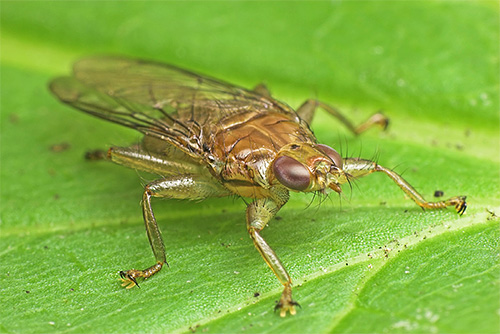 Habituellement, un suceur de sang de cerf guette la victime, assis dans le feuillage ou sur l'herbe.