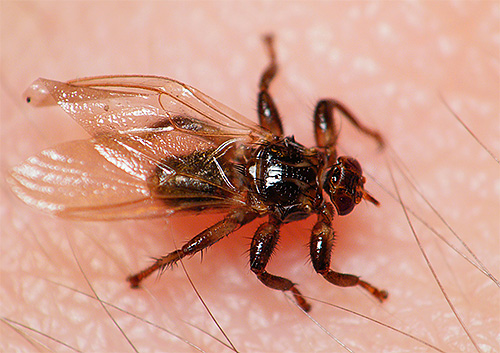 Voici un sangsue de cerf encore avec des ailes