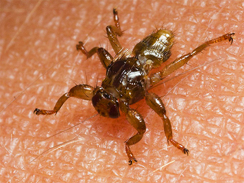 Montant sur le corps de la victime, le parasite jette ses ailes pour plus d'inutilité