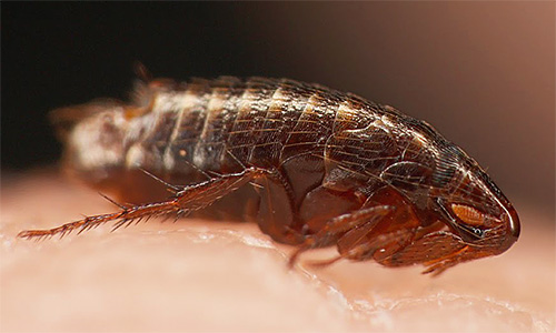 Alakurt vit généralement sur le corps des chevreuils et des moutons