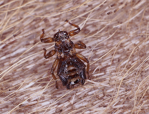 La photo montre un suceur de sang de cerf (sinon - une puce d'orignal) dans la fourrure d'un animal