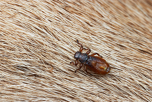 La puce de l'orignal ressemblait autrefois à une mouche