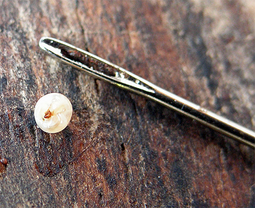 Une puce de sable femelle retirée d'un corps