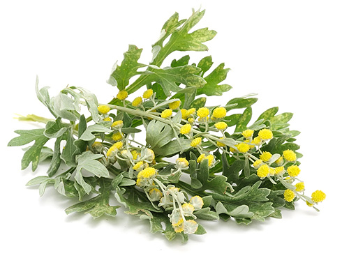 L'absinthe avec son odeur est capable de repousser de nombreux insectes, y compris les puces.