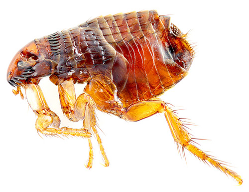 Photo d'une puce de chat au microscope