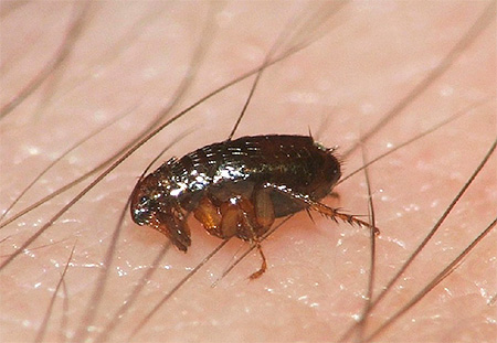 Les puces du sous-sol, une fois dans un appartement, piqueront certainement une personne