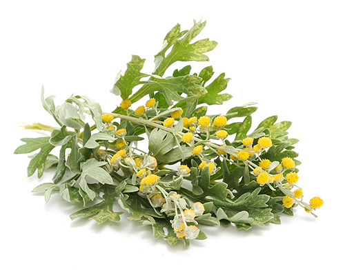 Essayons de comprendre certaines des nuances de repousser les puces avec de l'absinthe ...