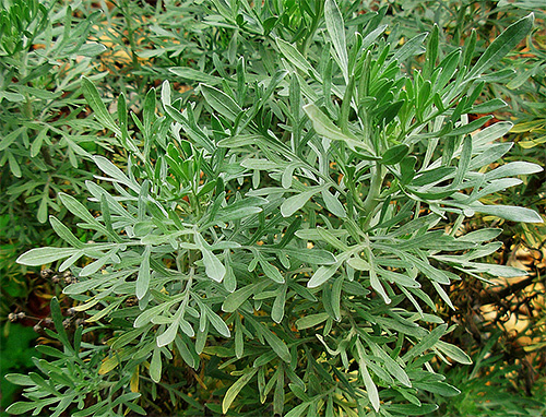 On dirait de l'absinthe sur la photo