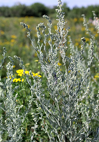 Pour repousser les puces, l'absinthe fraîchement coupée sera la plus efficace.