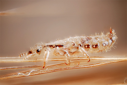 Sur la photo - pou de tête agrandi