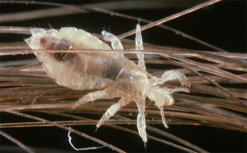 Pou de tête dans les cheveux
