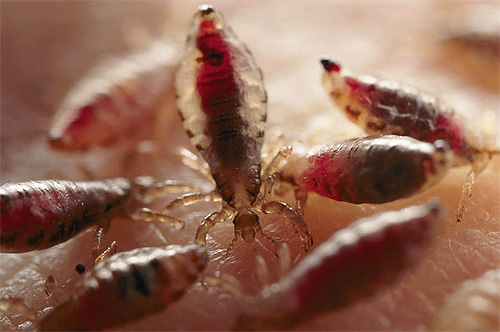 Les poux se nourrissent exclusivement de sang.