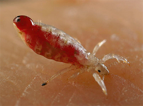 Il ressemble à un pou lors d'une morsure