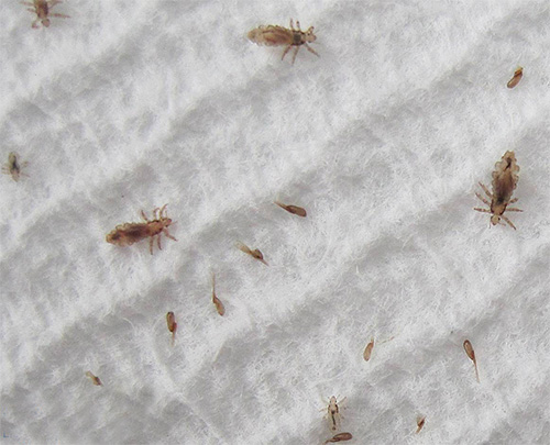 Poux des vêtements et lentes