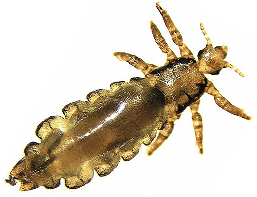 Les poux n'ont pas d'ailes