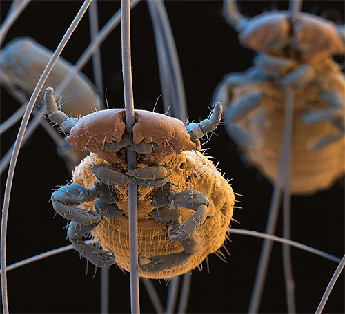 Et voici à quoi ressemble un mangeur de chien