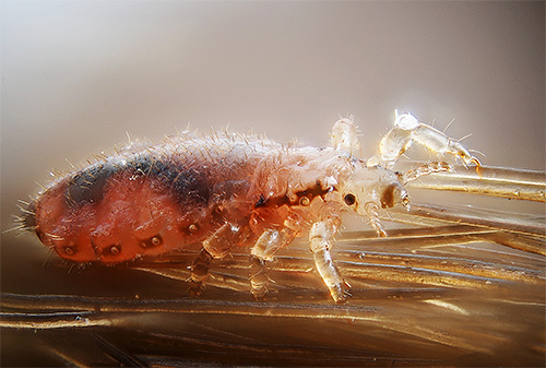 Il est préférable de combiner les complots ou les prières des poux avec des moyens modernes pour obtenir le bon effet.