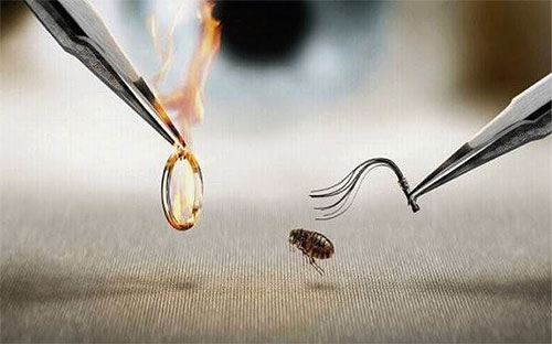 Si vous découvrez de quoi les puces ont le plus peur, cela peut être utilisé pour lutter contre les parasites dans l'appartement et chez les animaux.