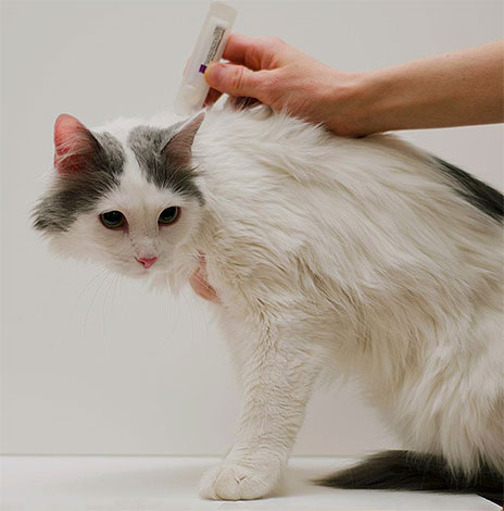 Les gouttes insectoacaricides tuent non seulement les puces, mais les repoussent également