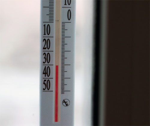 Les puces ont peur du froid