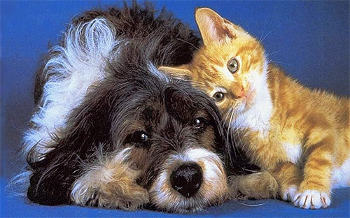 Avant de traiter un appartement avec des puces avec du Dichlorvos, il est nécessaire de débarrasser les animaux domestiques des parasites