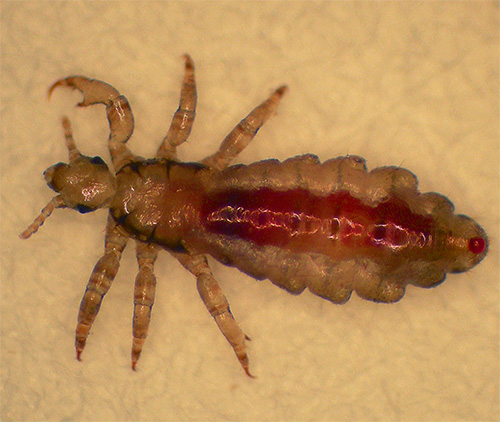 On peut voir que le parasite a récemment bu du sang