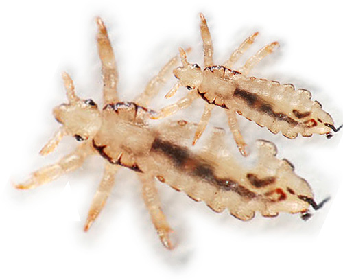 Voici à quoi ressemblent un pou de tête adulte et une nymphe (larve)