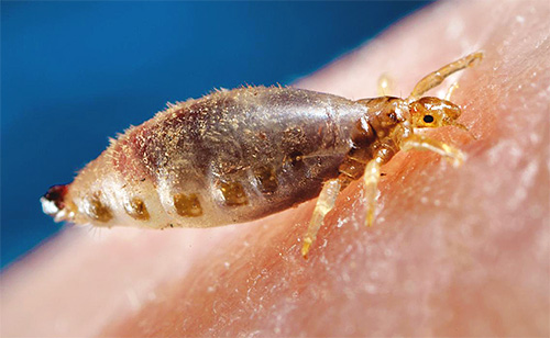 Poux lors d'une morsure