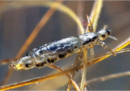 Pou parmi les cheveux