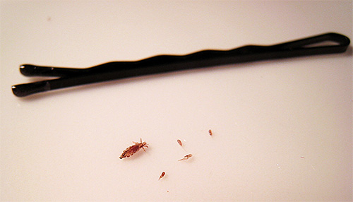 Poux et lentes à côté de la pince à cheveux invisible