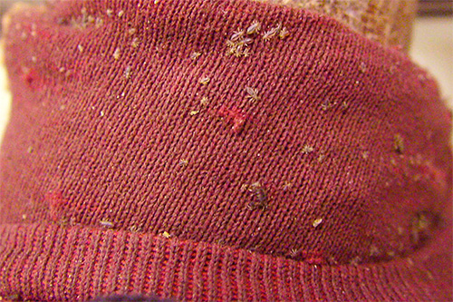 Beaucoup de poux de corps sur les vêtements (aussi souvent appelés poux de lin)