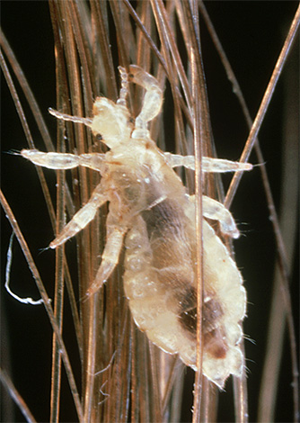La couverture chitineuse des poux de tête est translucide, ce qui permet de voir le contenu de leur corps