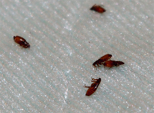 Le traitement de l'appartement avec des insecticides est dans la plupart des cas plus efficace que l'utilisation de méthodes traditionnelles de lutte contre les puces.