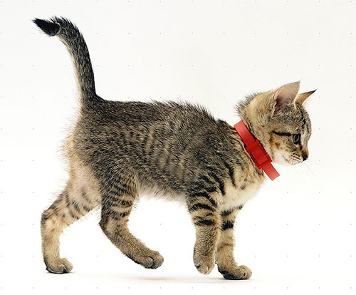 Un exemple de collier insecticide sur un chaton