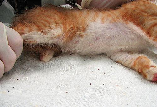 Les puces peuvent entrer dans les locaux sur la fourrure de l'animal