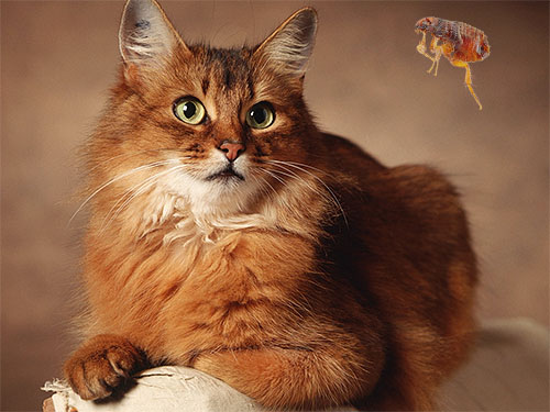 Quelques conseils pratiques pour débarrasser en toute sécurité un chat domestique des puces...