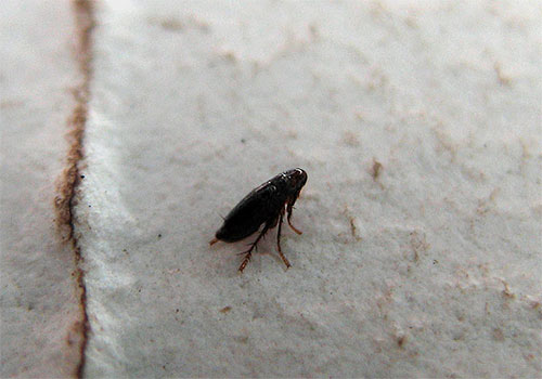 Malheureusement, même traiter un animal avec des agents insecticides ne garantit pas que les puces ne réapparaîtront pas après un certain temps.