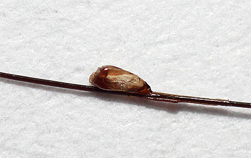 Les lentes peuvent être difficiles à éliminer en utilisant uniquement des insecticides.