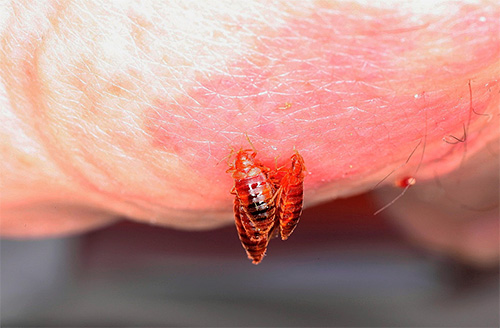 L'alcool dénaturé, comme le kérosène, est inefficace contre les punaises de lit