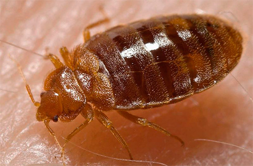 Le kérosène, se répandant sur la couverture chitineuse de la punaise, la recouvre d'une fine pellicule hermétique.