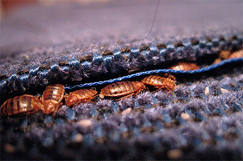 Punaises de lit dans les plis du matelas