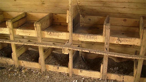 Pour éviter une infection massive des poulets par des puces, vous devez nettoyer régulièrement le poulailler et y verser de la sciure de bois fraîche