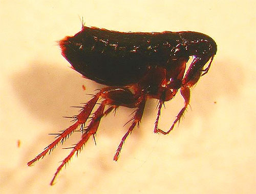 Puce d'oiseau sous un microscope