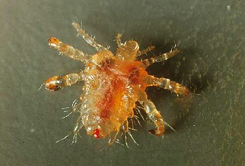 Nous nous familiarisons avec les caractéristiques de l'apparence et de la biologie des poux du pubis