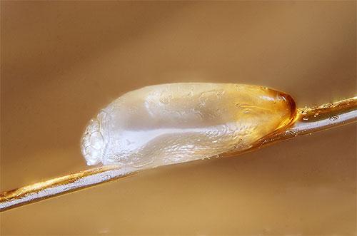 Medifox a peu d'effet sur les lentes, vous devrez donc peut-être re-traiter quelques jours après le premier